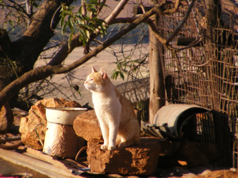 TravellingMan | Taung [17] - Cat