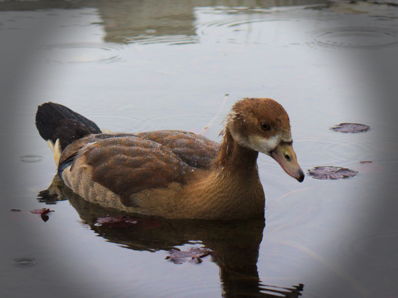 Like water off a duck's back