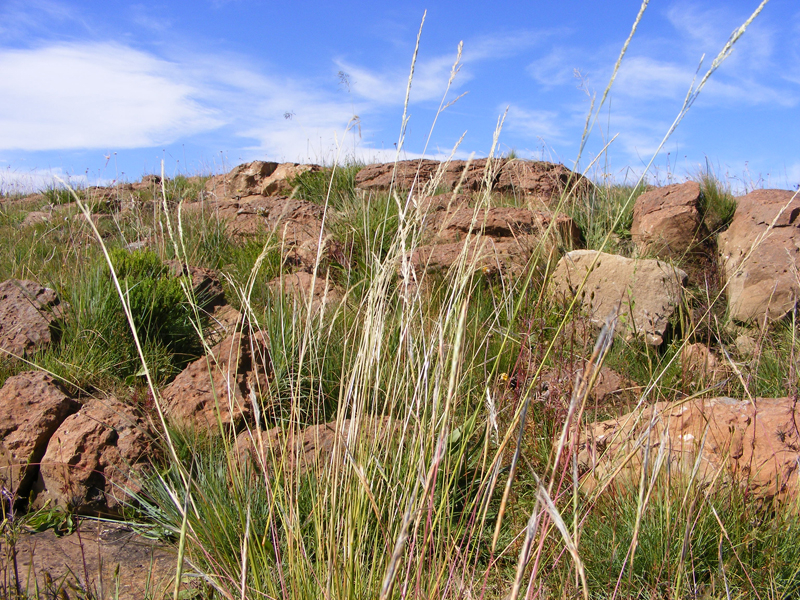 TravellingMan | Semongkong [29]