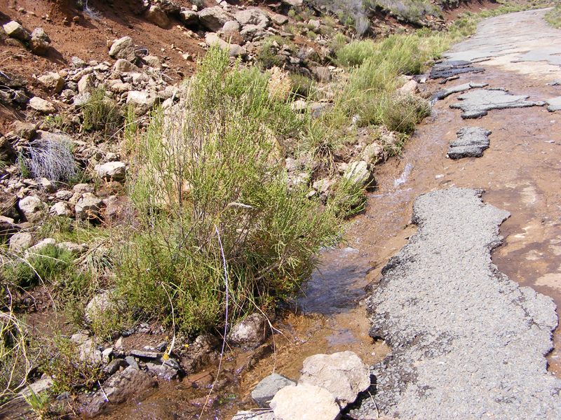 TravellingMan | Semongkong [36]