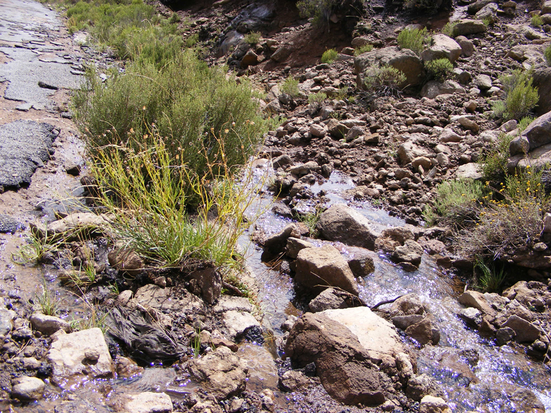 TravellingMan | Semongkong [37]