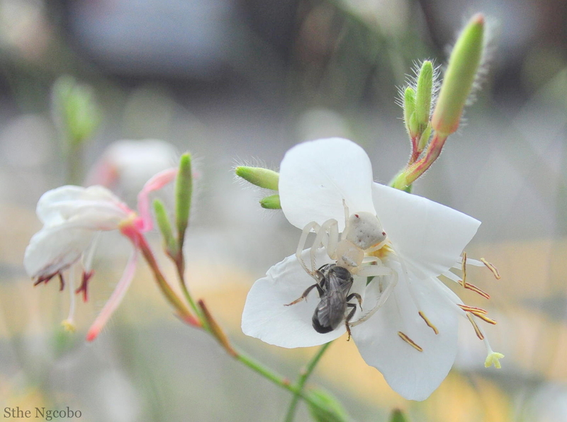 Danger unseen.......