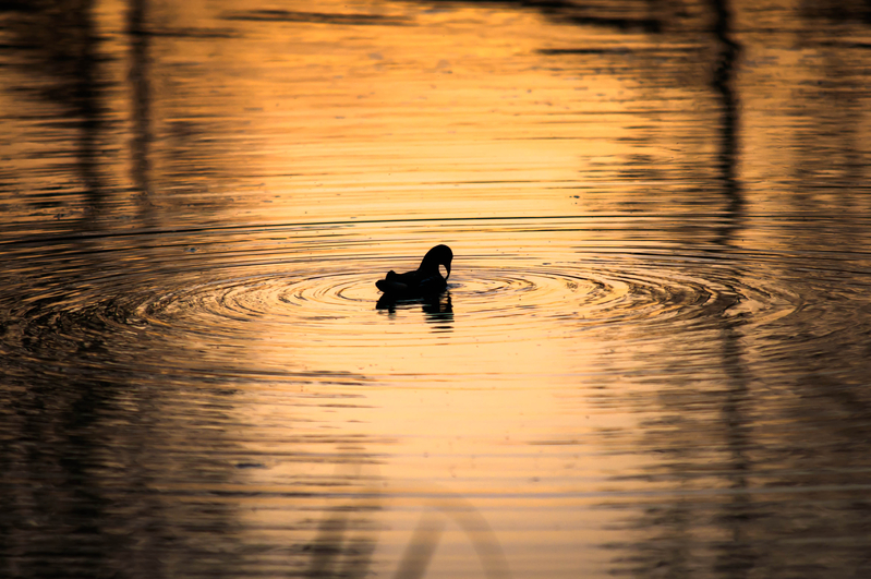 Rietvlei Game Reserve