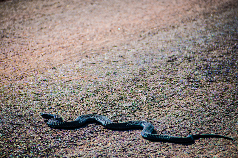 Rietvlei Game Reserve