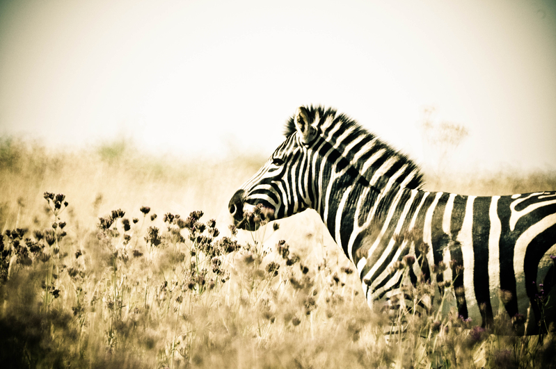 Rietvlei Game Reserve