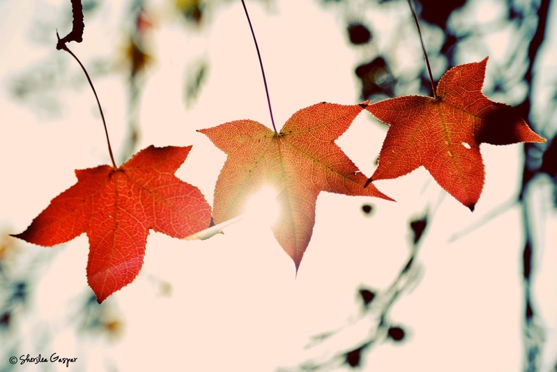 Three in a row sunshine...