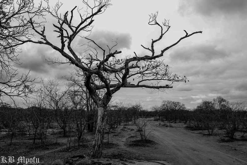 Matabeleland countryside