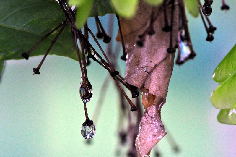 after the rain