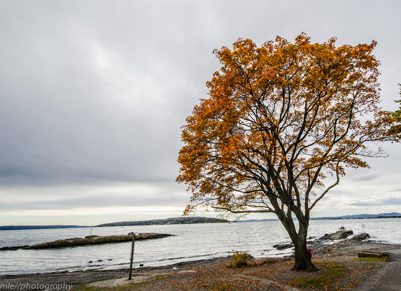 Autumn on the fjords