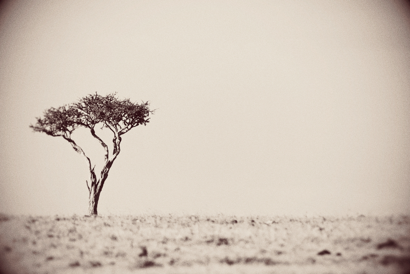 Portraits of Africa II