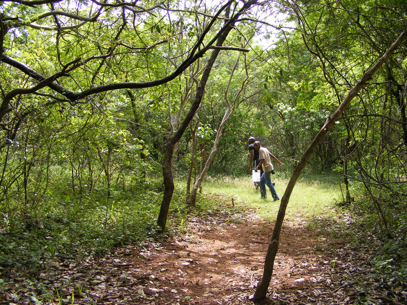 TravellingMan | Swaziland -- Forest