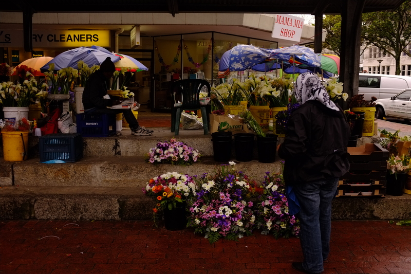 Flowers in winter in spring