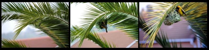 Destroy & Rebuild - The Story Of Stevie