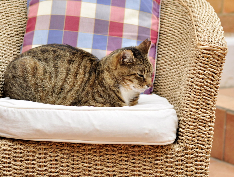 We all love pussy cat