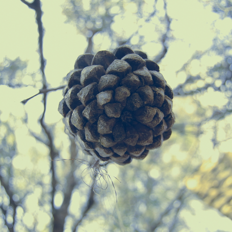 Pine cone