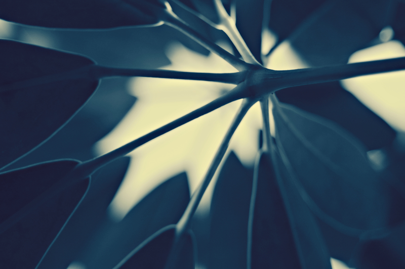 Forces of nature 0.10