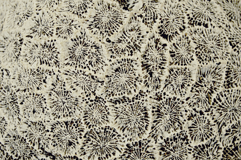 Forces of nature 0.11