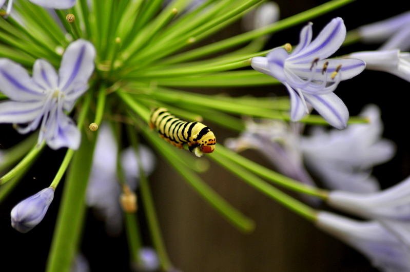 Munching on....to Metamohposis