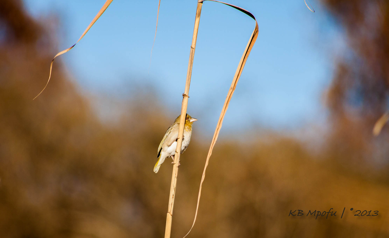 Lesser Masked-Weaver (female).
