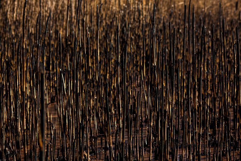 Water reeds
