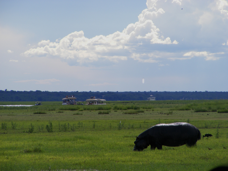 TravellingMan | Botswana -- Kasane