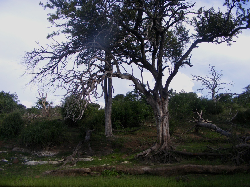 TravellingMan | Botswana -- Kasane