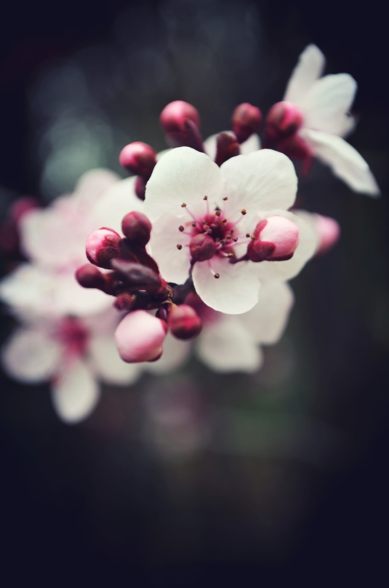 The Pretty little things