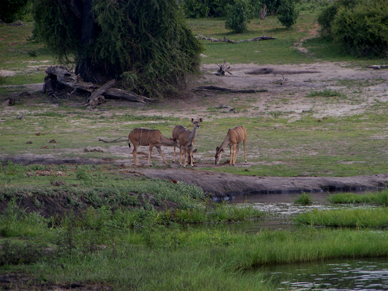 TravellingMan | Botswana -- Kasane