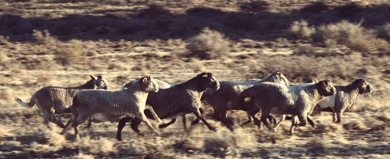 Last one to the water.