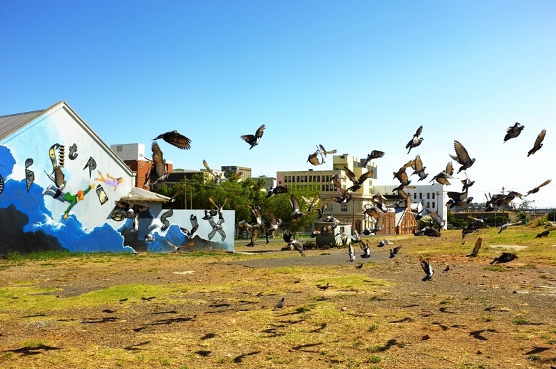 Birds fly over the rainbow