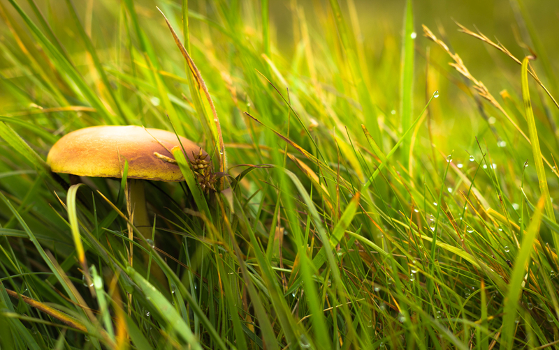 One day, when we are little again