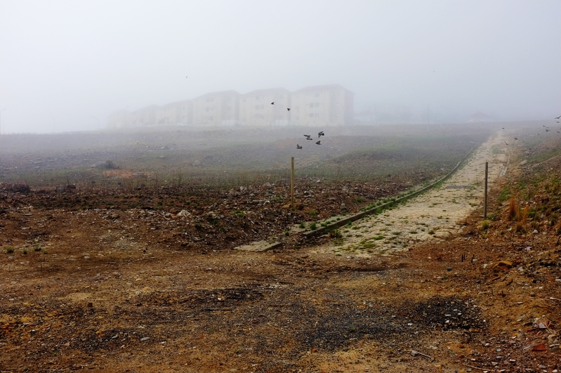 Birds, buildings and fog