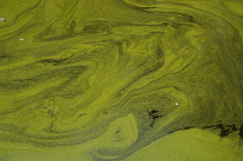 Forces of Nature 0.1