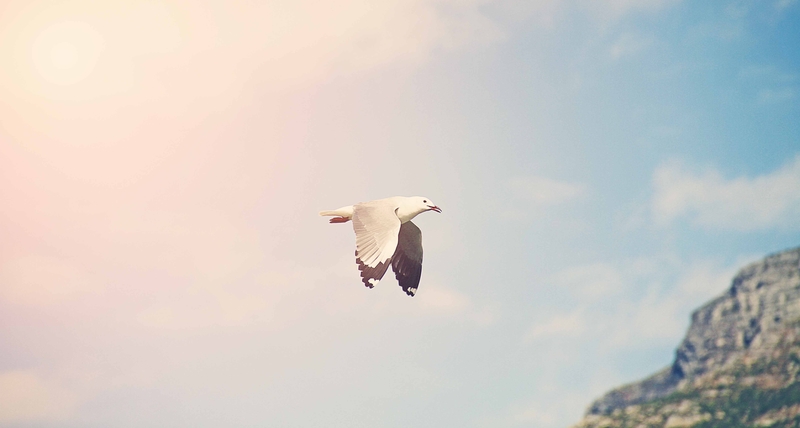 Steven-not-so-Seagull