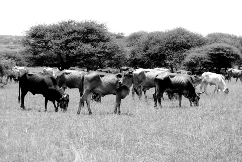 Kgomo ditlile dile tshelela