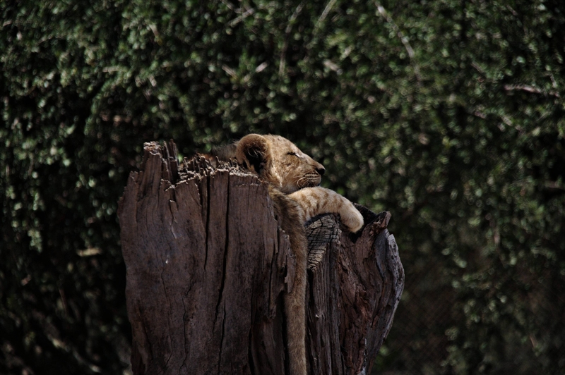 lion cub in tree stump