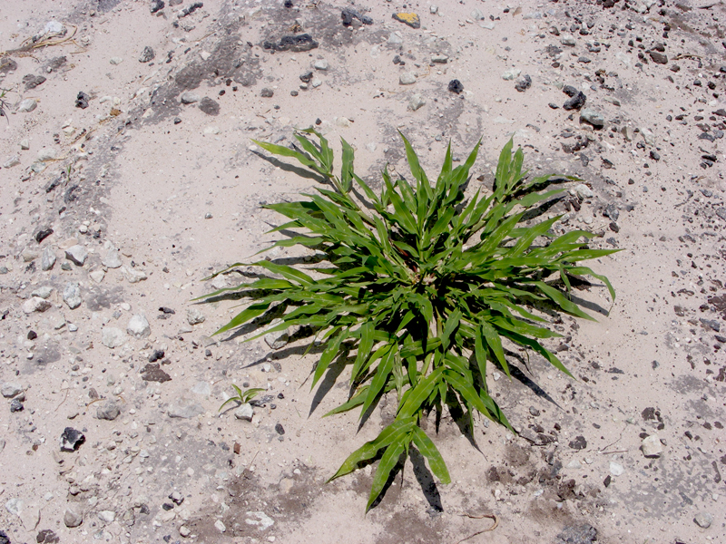 TravellingMan | Botswana -- Francistown