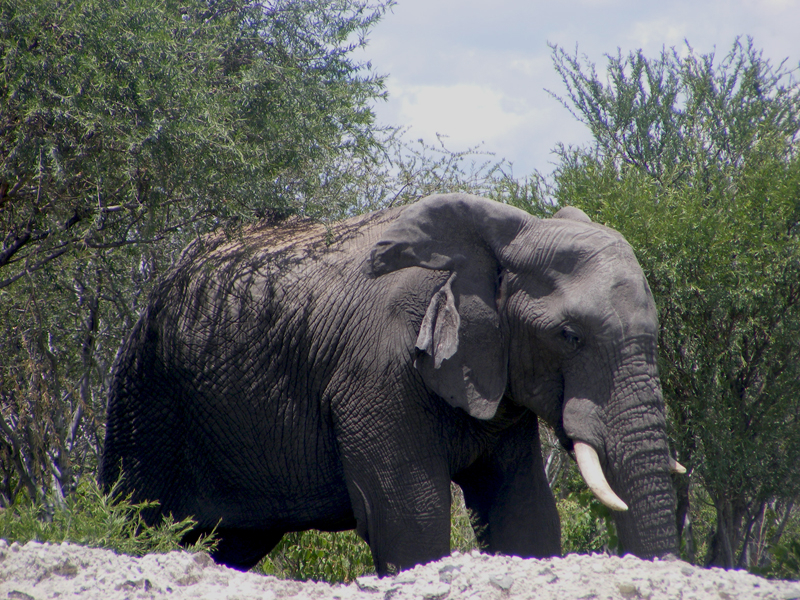 TravellingMan | Botswana -- Francistown