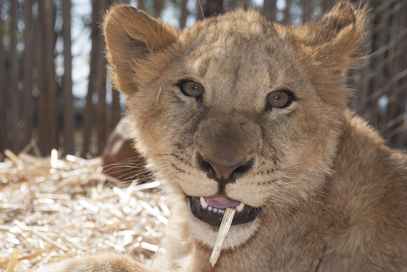 You were once wild here