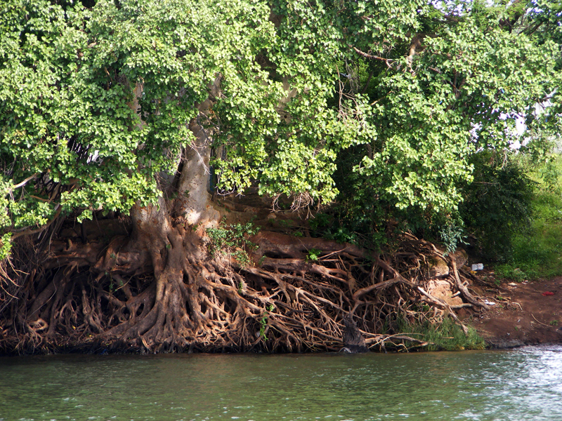 TravellingMan | Botswana -- Kasane