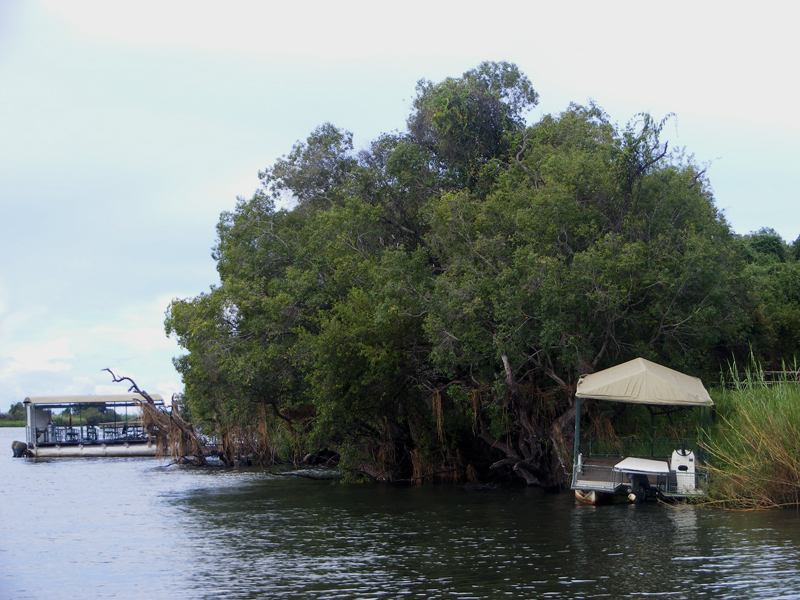 TravellingMan | Botswana -- Kasane