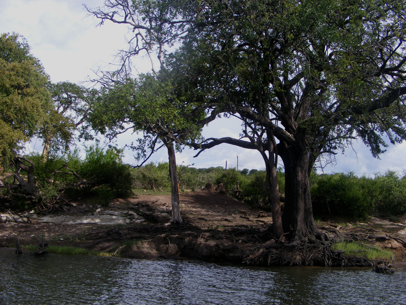 TravellingMan | Botswana -- Kasane