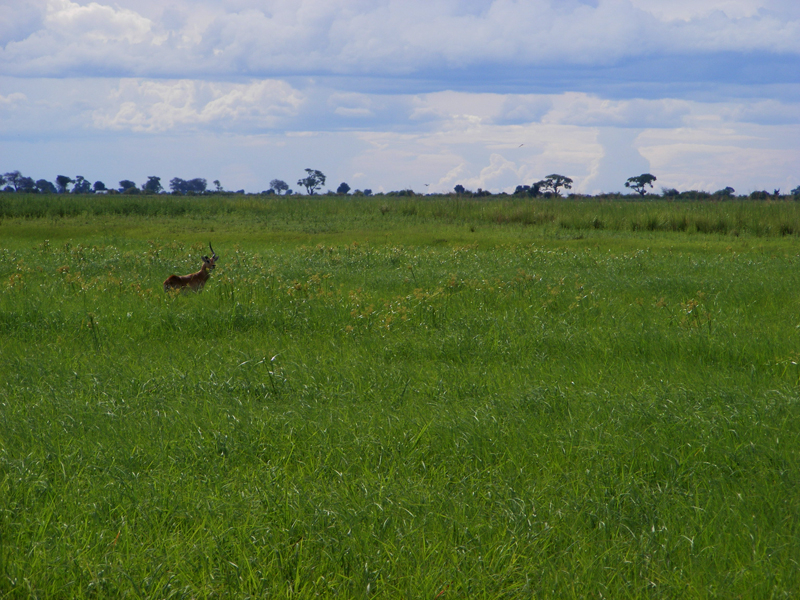 TravellingMan | Botswana -- Kasane