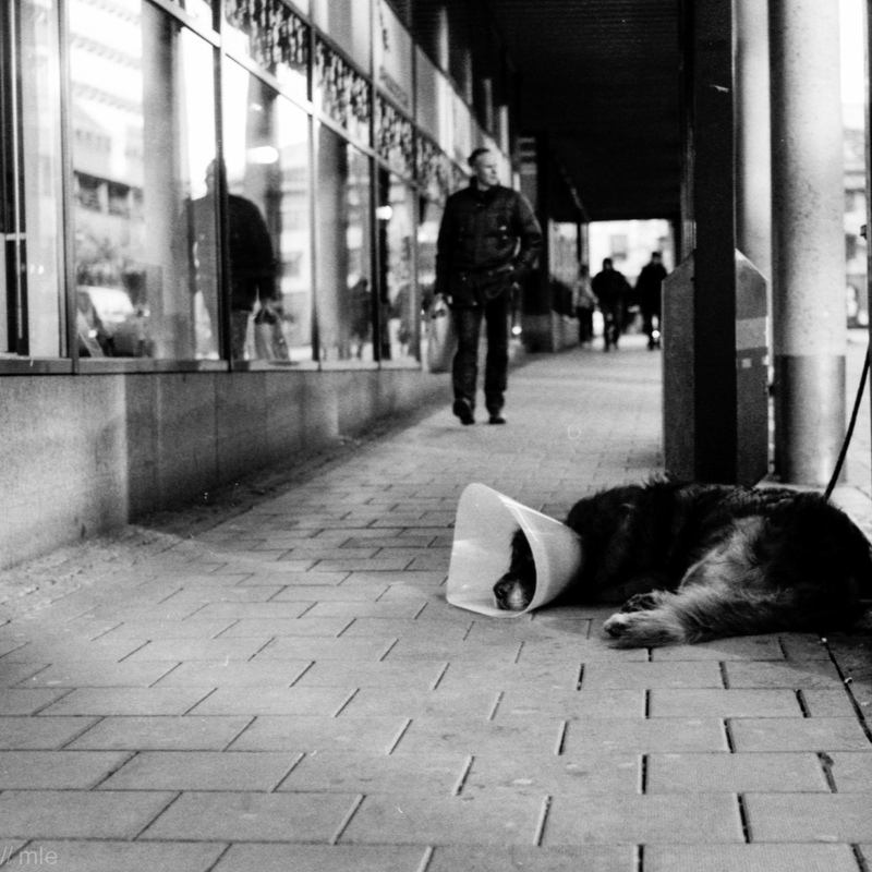 The pooch is screwed