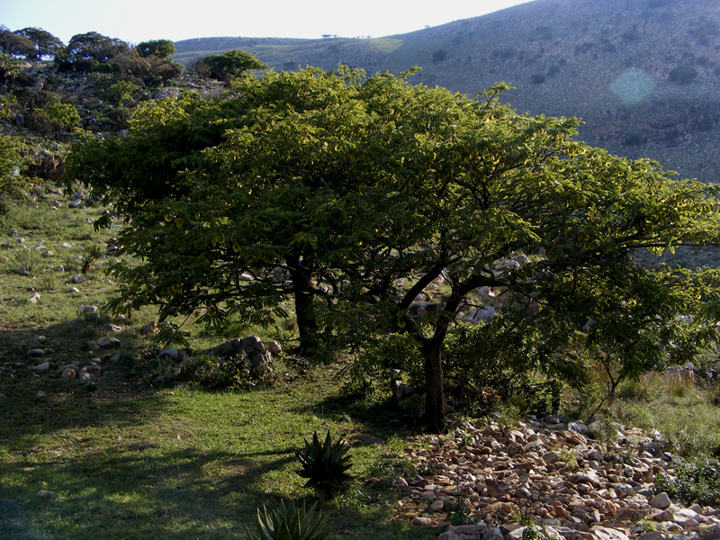 TravellingMan | Swaziland -- Mahamba Gorge