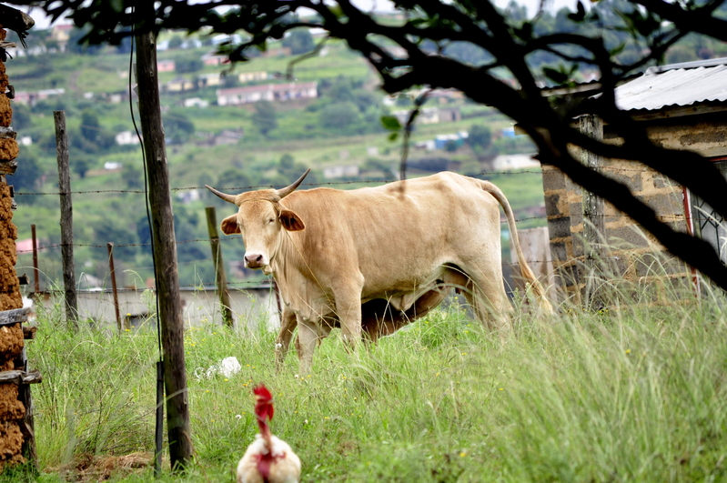 Chicken&Cow..