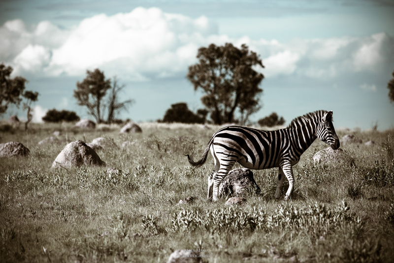 Zebra in the veld