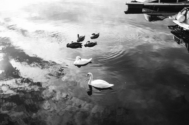 Get your ducks in a row