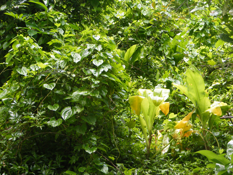 TravellingMan | Zimbabwe: Victoria Falls