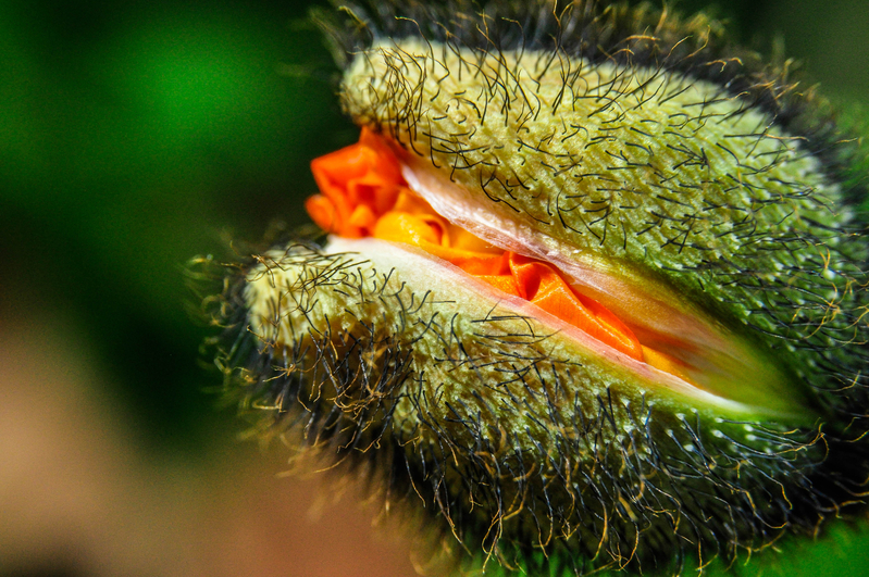 Blooming Petals